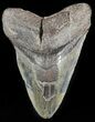 Bargain, Megalodon Tooth - South Carolina #47609-1